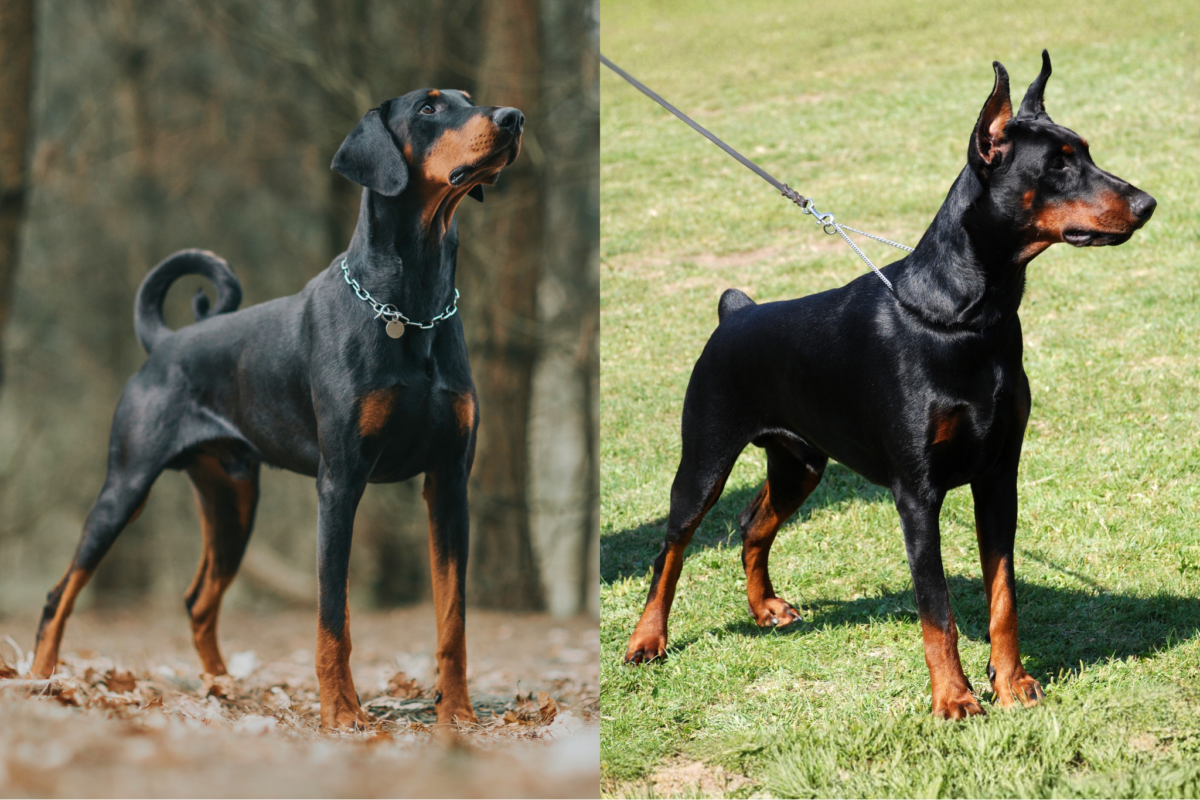 Natural vs docked doberman.