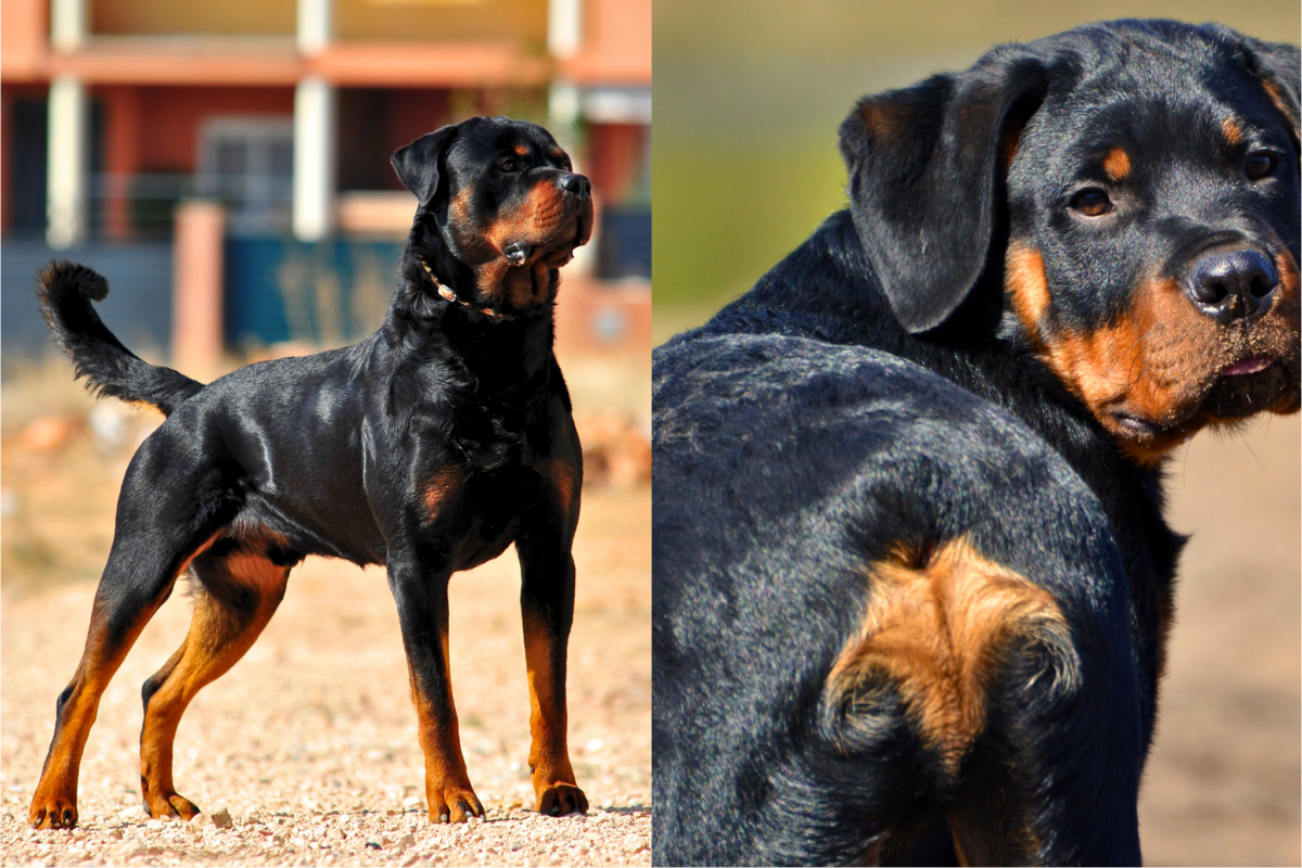 Natural vs docked rottweiler.