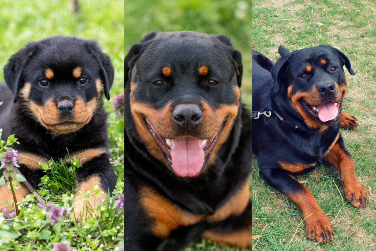Rottweiler colors.