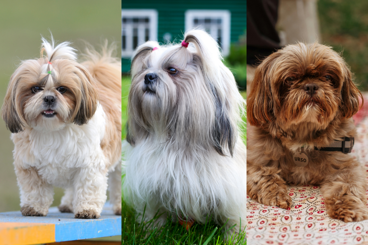 shih tzu coat colors