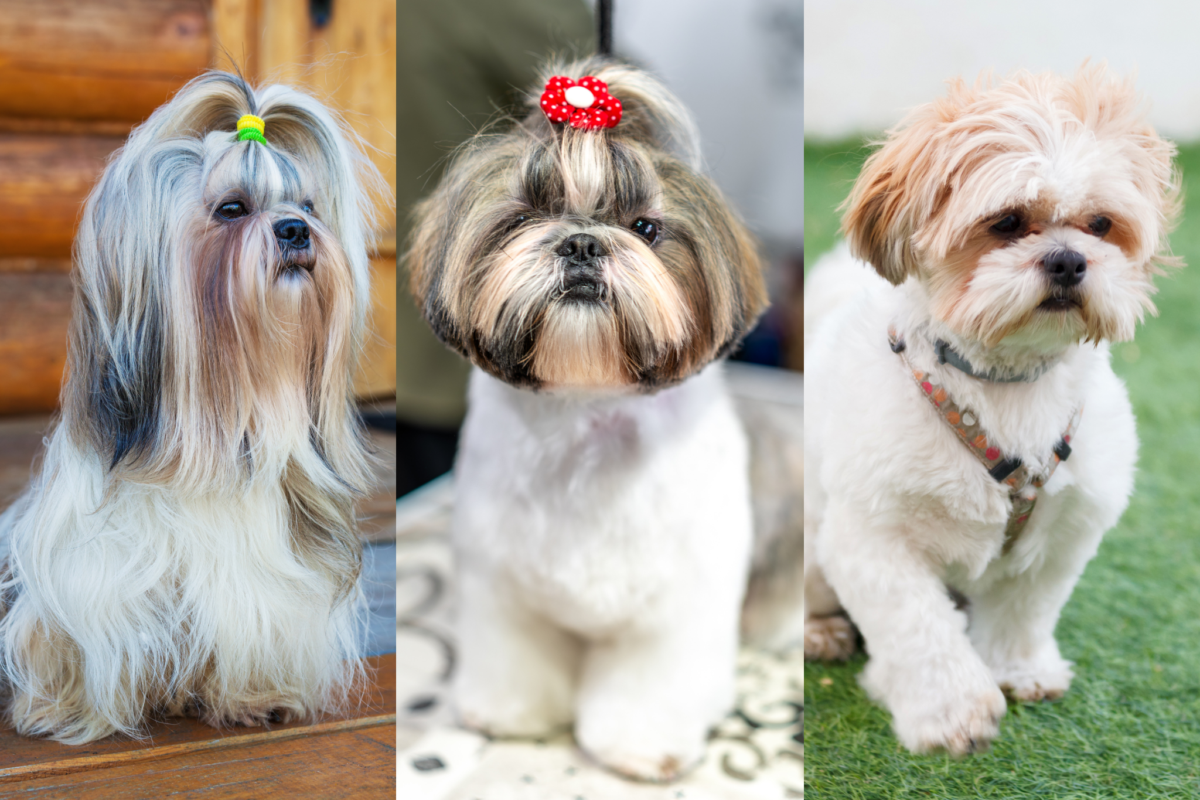 shih tzu hairstyles