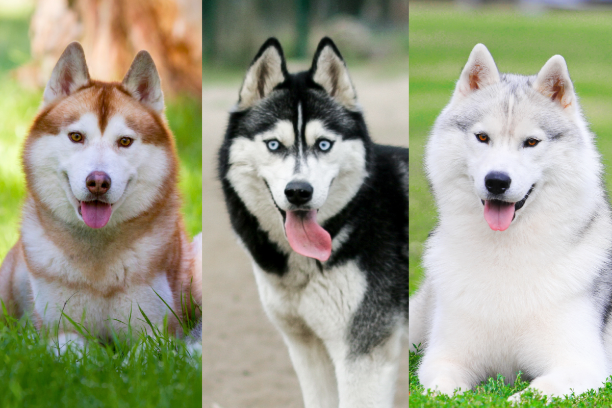 Siberian Husky colors.
