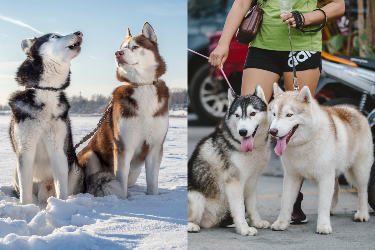 two Huskies vs two Malamutes.