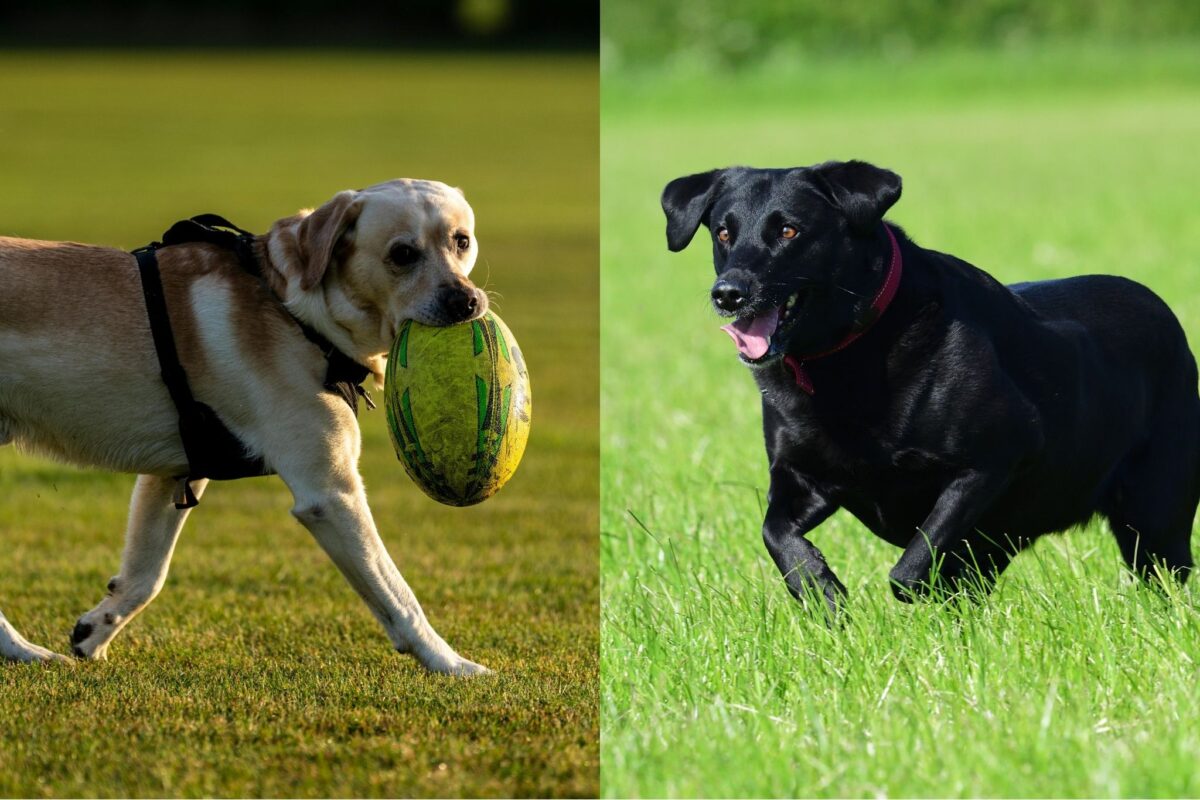 yellow english lab black american lab playing