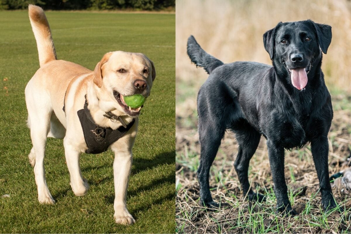 yellow english lab black american lab standing