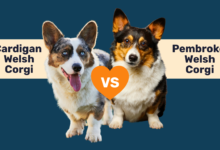 Cardigan WelshCorgi vs Pembroke Welsh Corgi