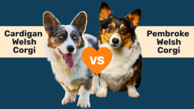 Cardigan WelshCorgi vs Pembroke Welsh Corgi