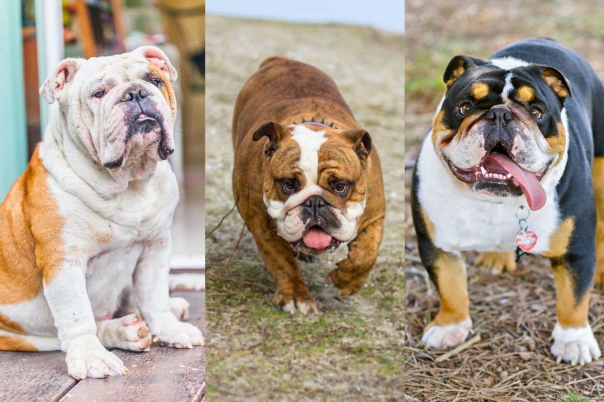 english bulldog coat colors