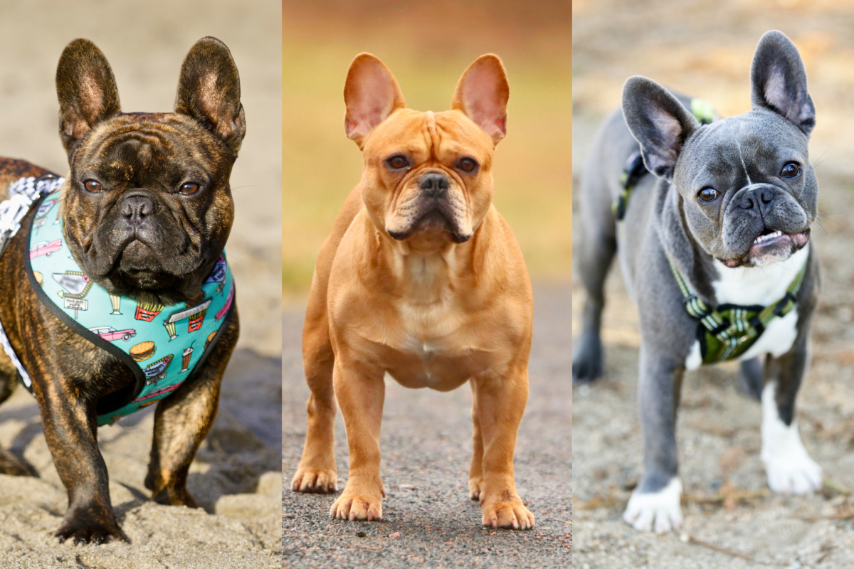 french bulldog coat colors