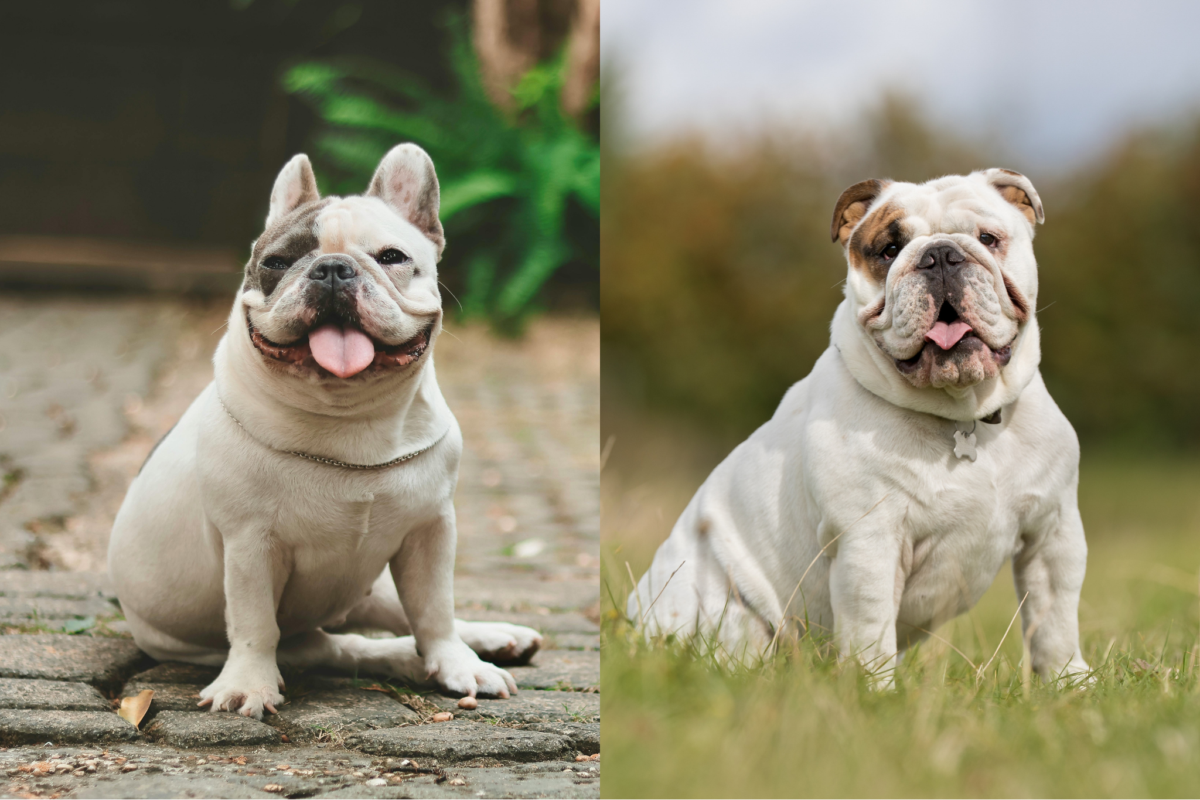 french bulldog vs bulldog sitting outside