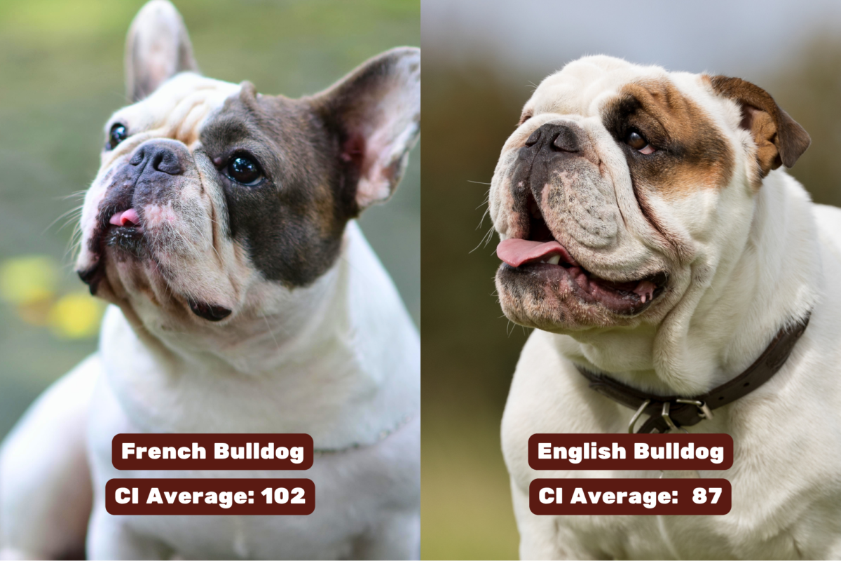 french bulldog vs english bulldog cephalic index