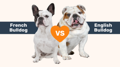 French Bulldog vs English Bulldog comparison graphic.