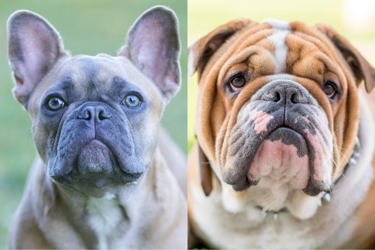 french bulldog vs english bulldog face