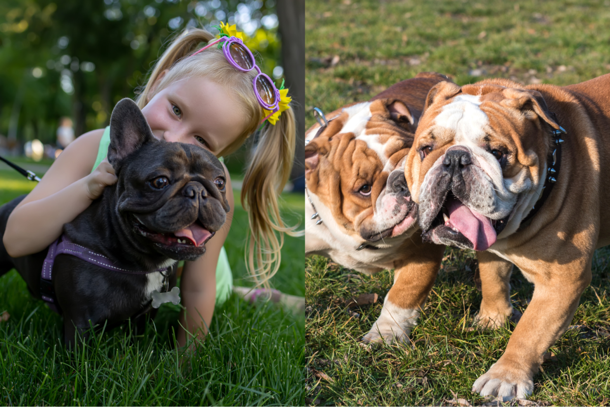 French Bulldog with child vs two English Bulldogs playing outside.