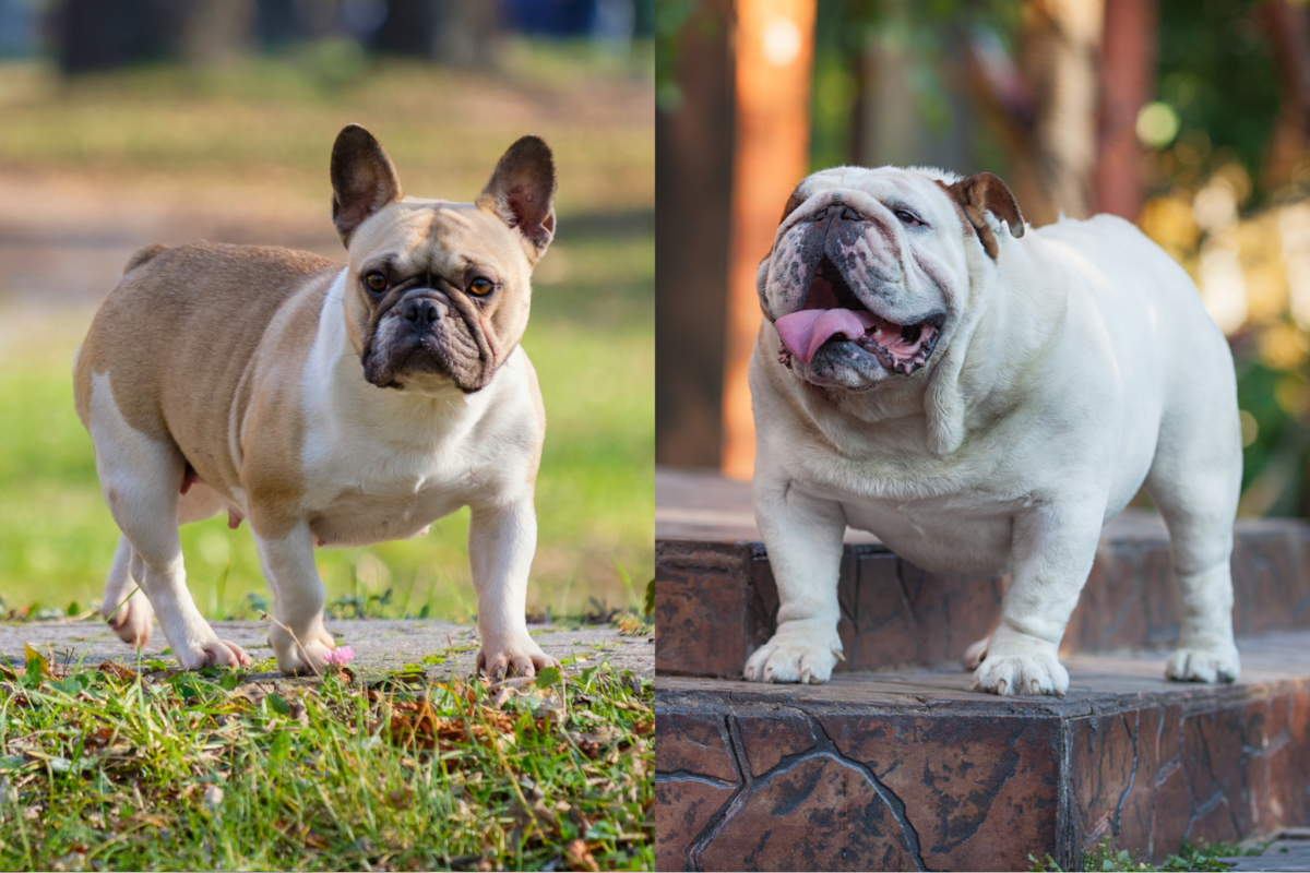 frenchie vs bulldog size