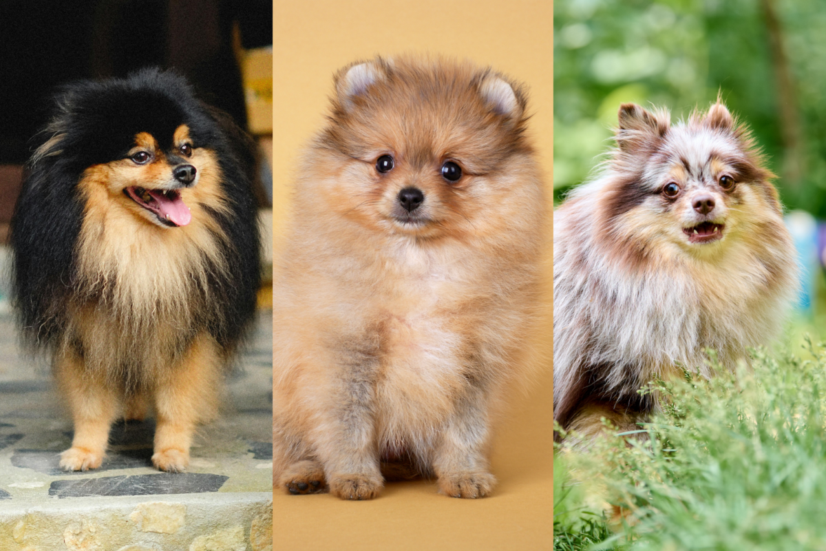 Pomeranian coat patterns.