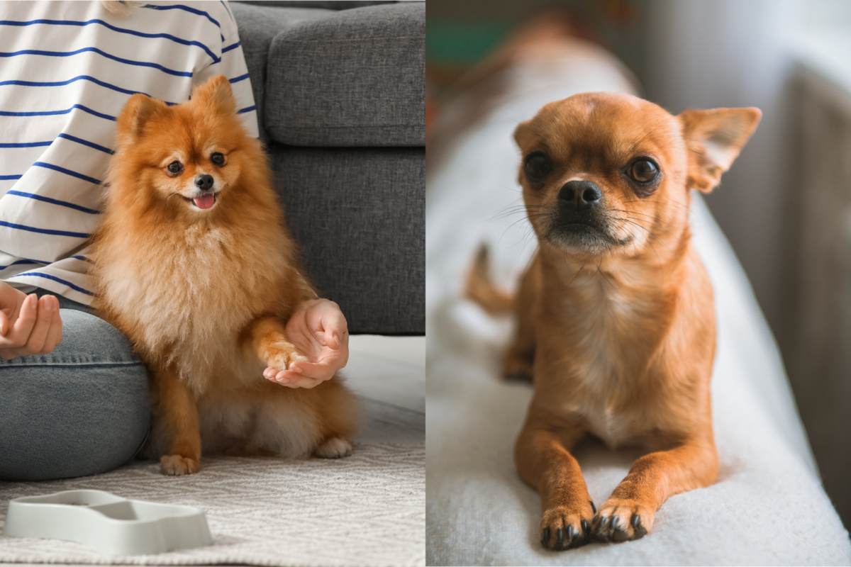 Pomeranian vs Chihuahua at home.