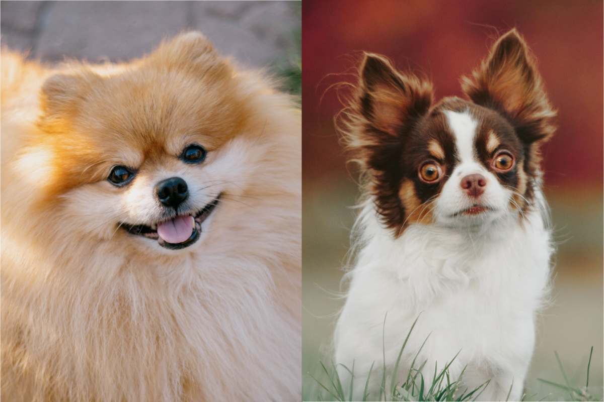 pomeranian vs chihuahua face