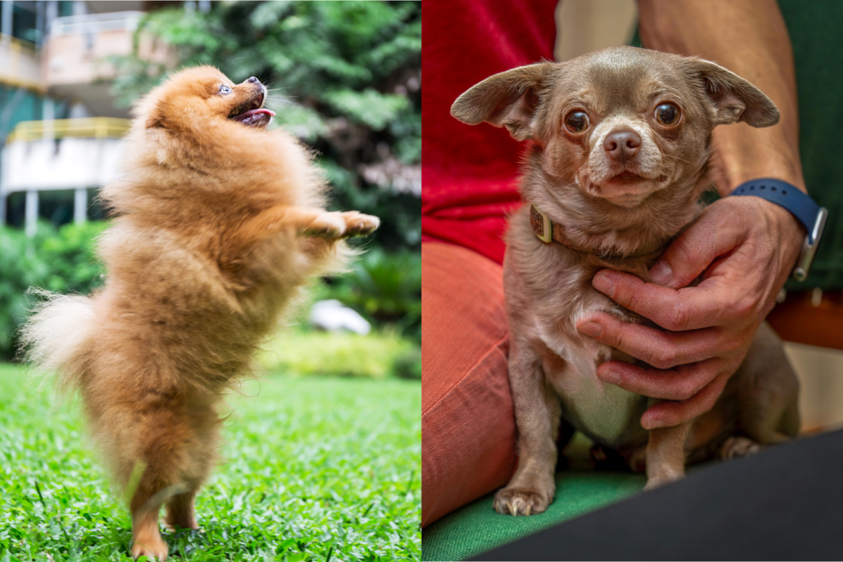 pomeranian vs chihuahua fragility