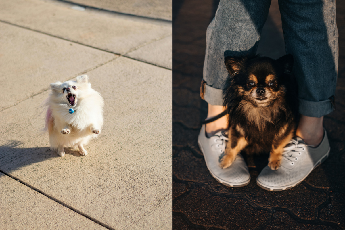 pomeranian vs chihuahua noise level