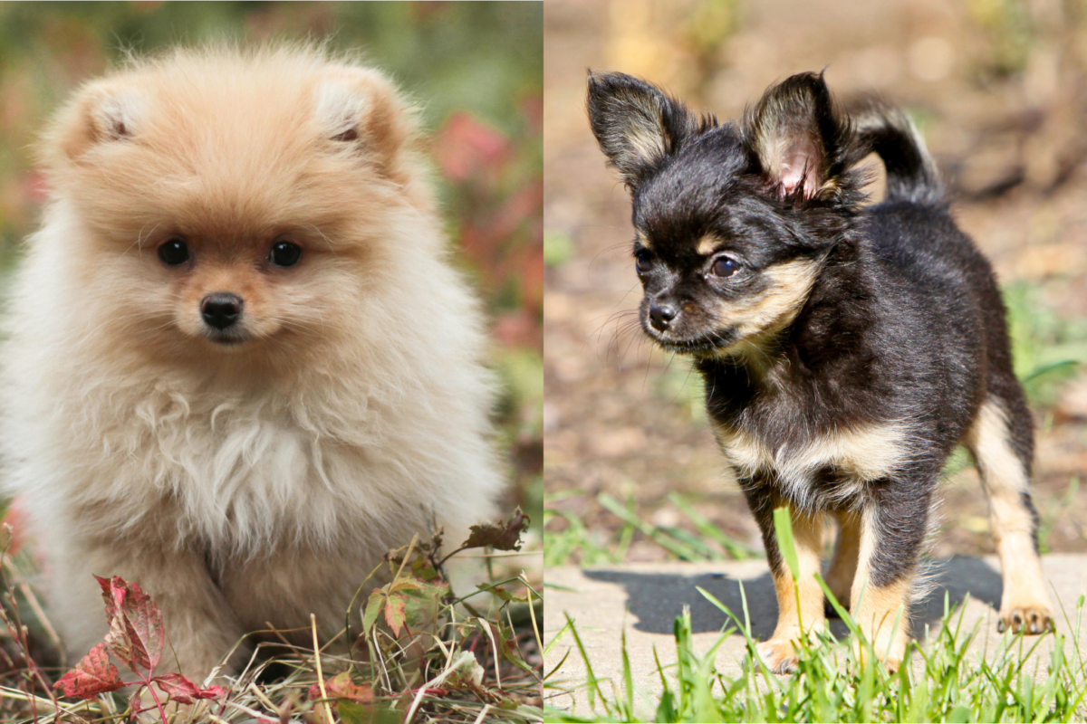 Pomeranian vs Chihuahua puppy.