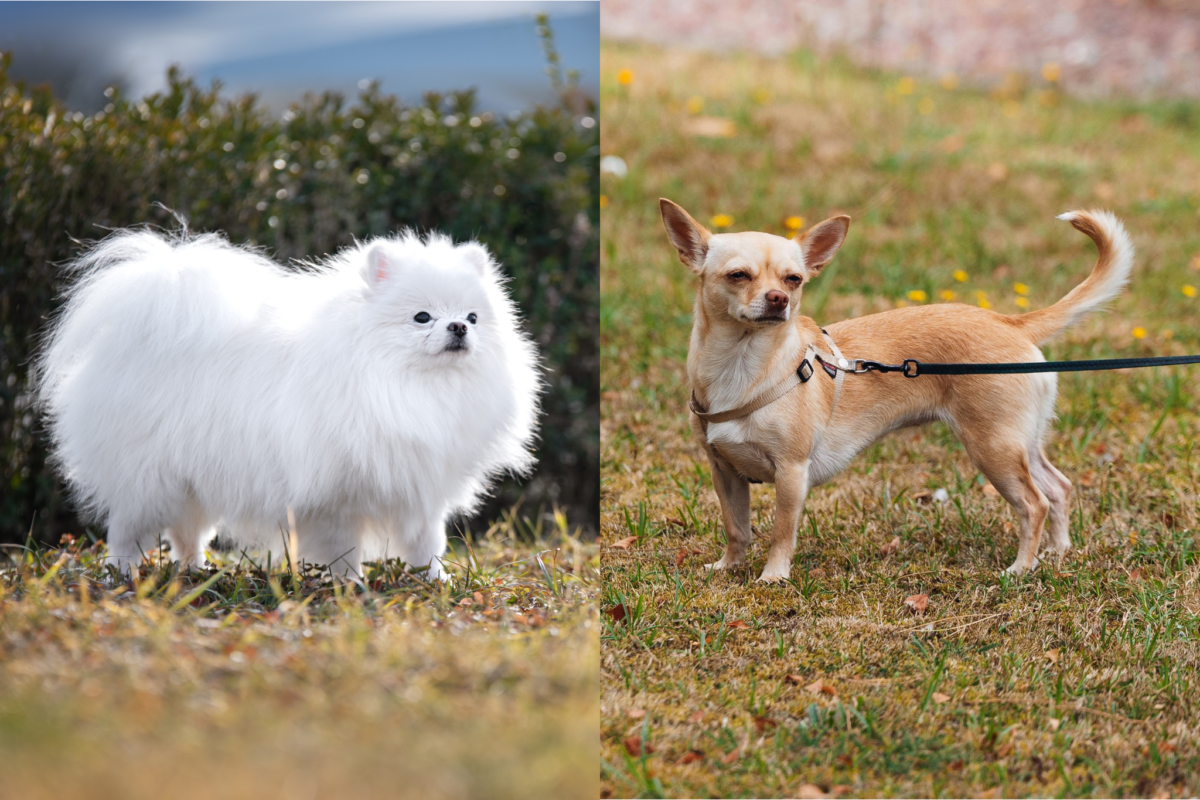 pomeranian vs chihuahua size