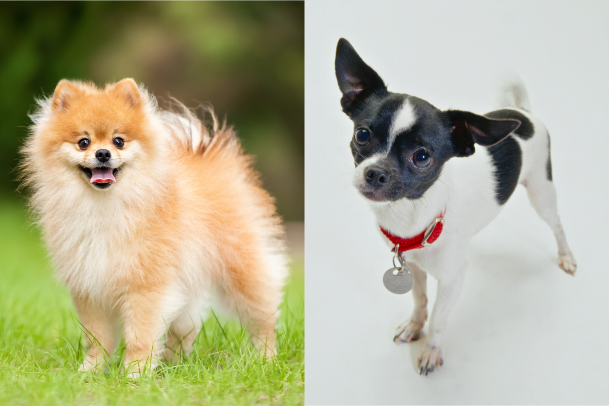 pomeranian vs chihuahua standing