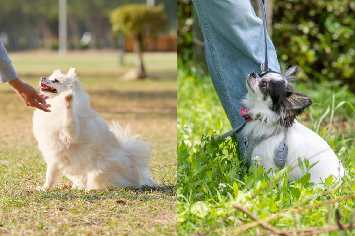 pomeranian vs chihuahua training