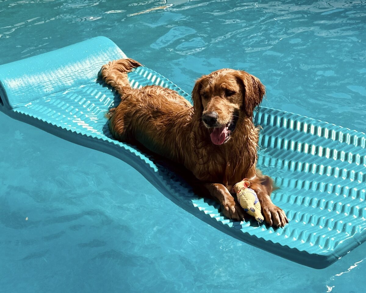 Golden Retriever, Rio, lying on foam float mat in pool.