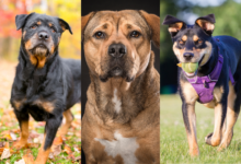 Three rottweiler mixes.