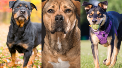 Three rottweiler mixes.