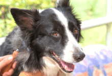 Border Collie shedding.
