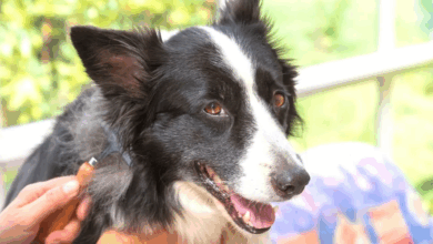 Border Collie shedding.