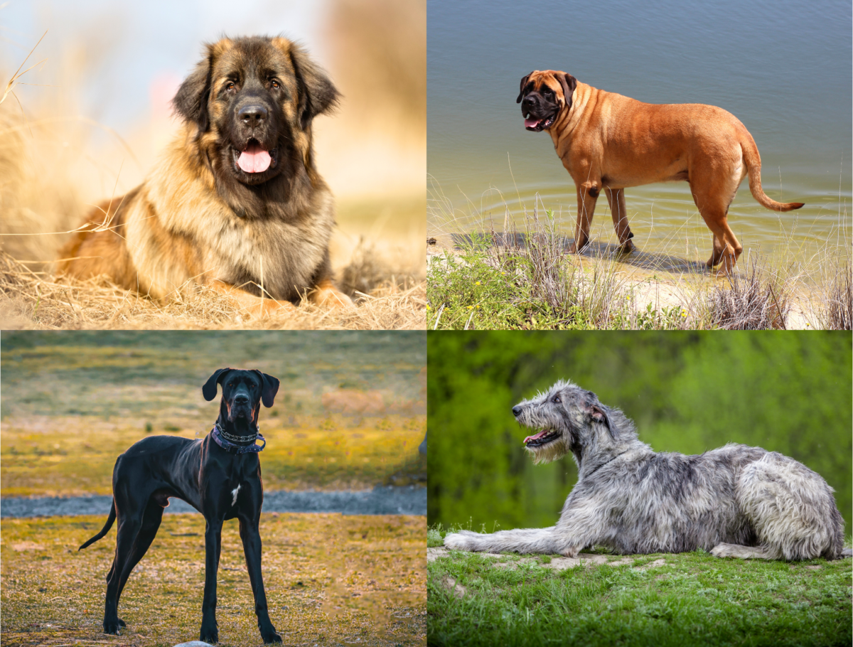 Giant dog breeds.