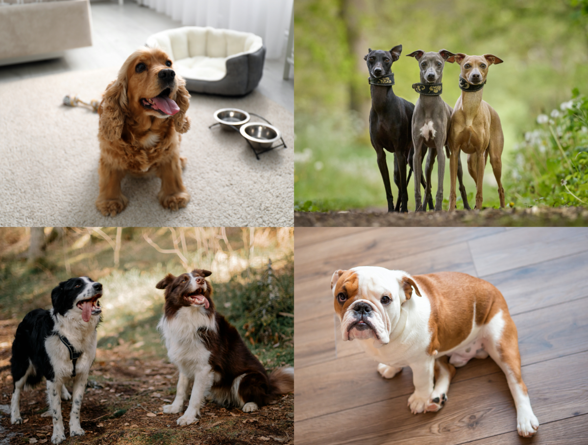 Medium dog breeds.