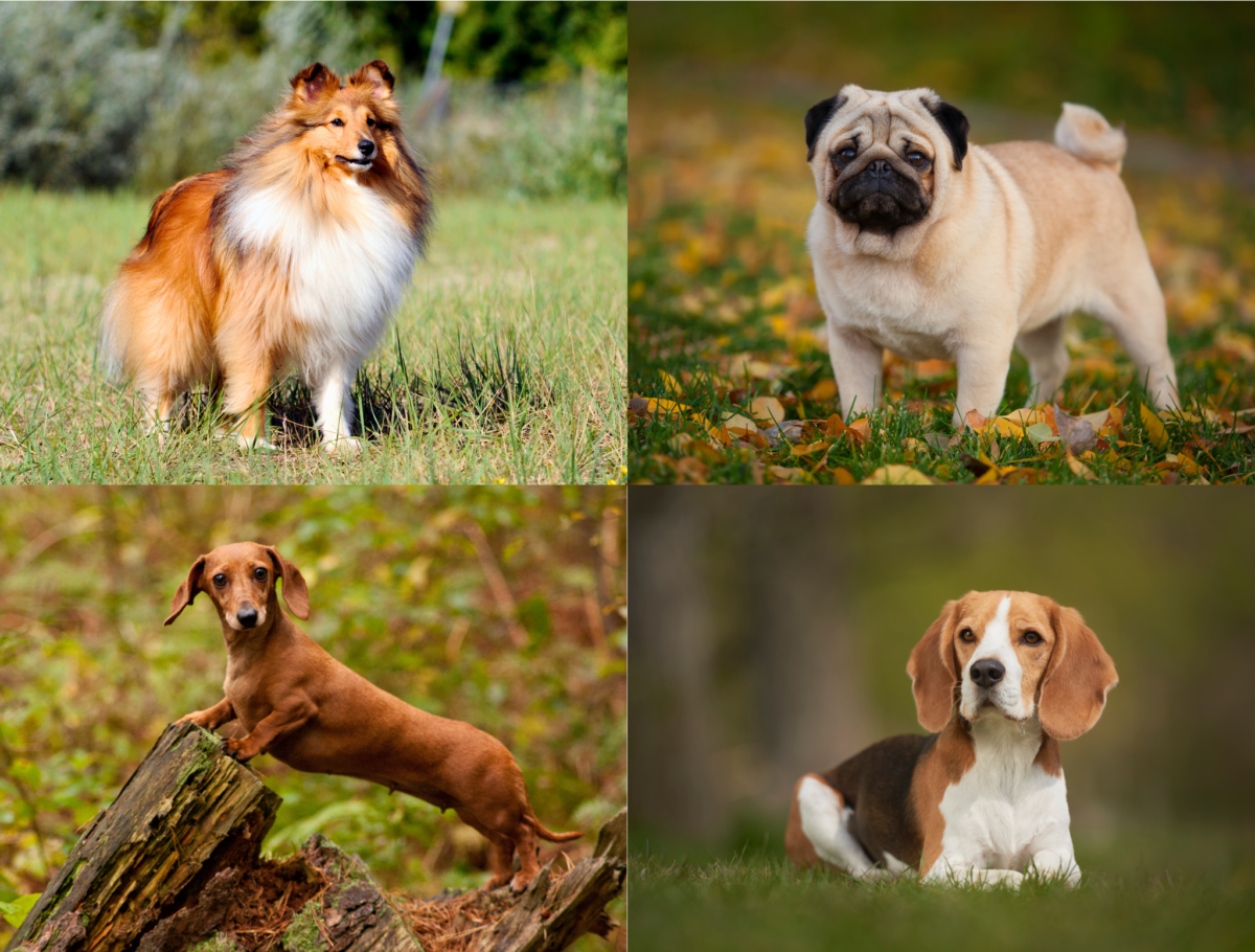 Small dog breeds.