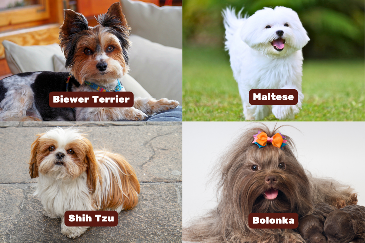 Biewer Terrier, Maltese, Shih Tzu, and Bolonka dogs.