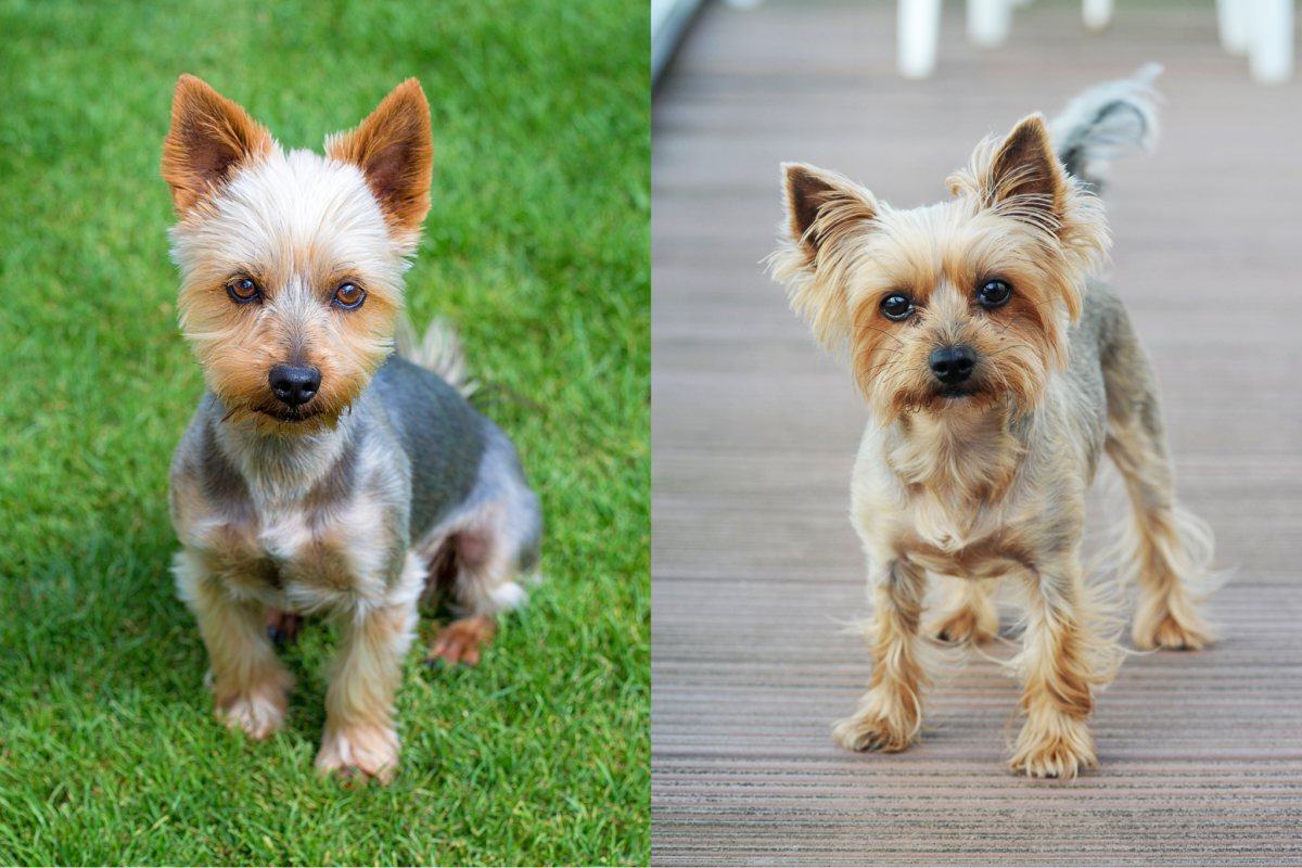 Short cuts on Silky Terrier and Yorkshire Terrier.