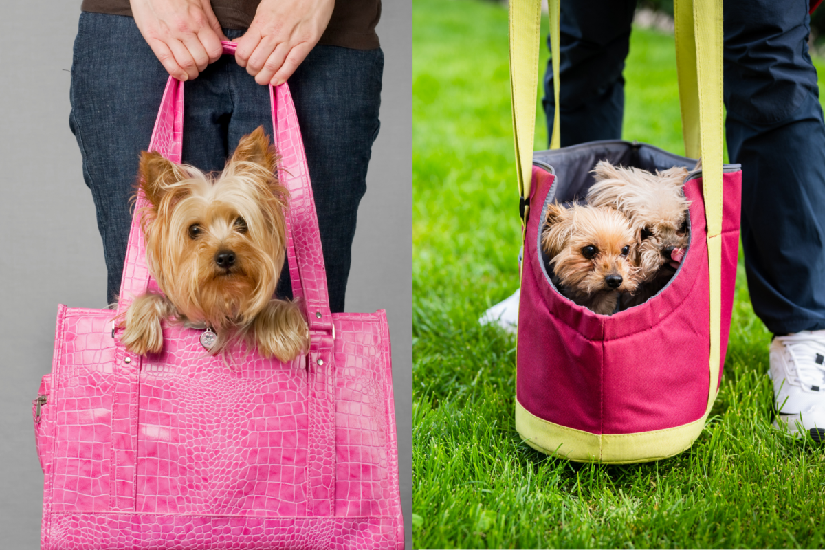 Silky Terrier and Yorkshire Terrier in portable bags.