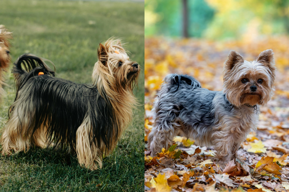 Silky Terrier vs Yorkshire Terrier coat.