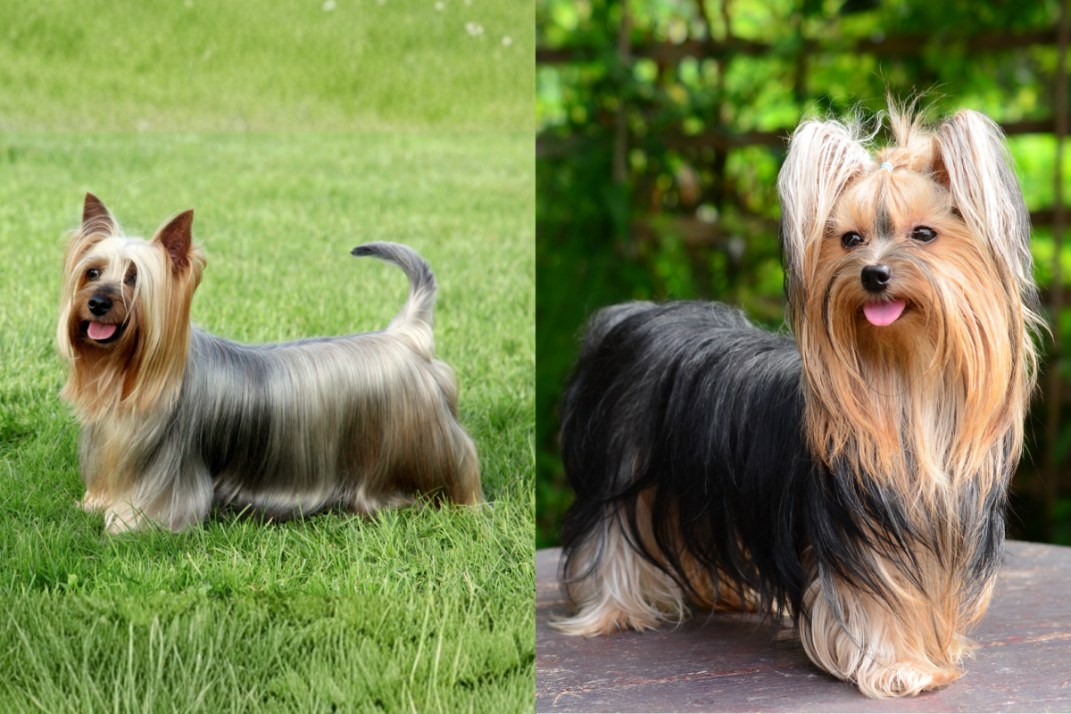 Silky Terrier vs Yorkshire Terrier bodies.