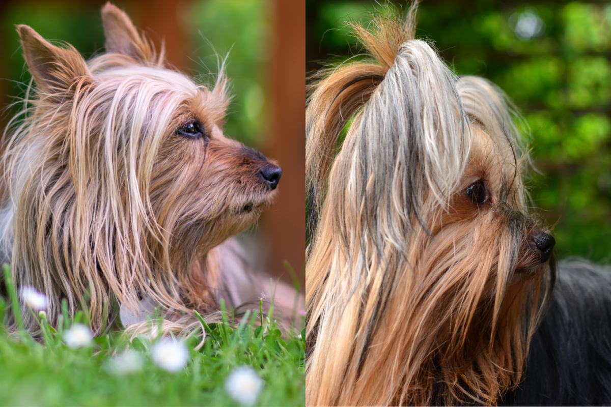 Silky Terrier vs Yorkshire Terrier face profile.