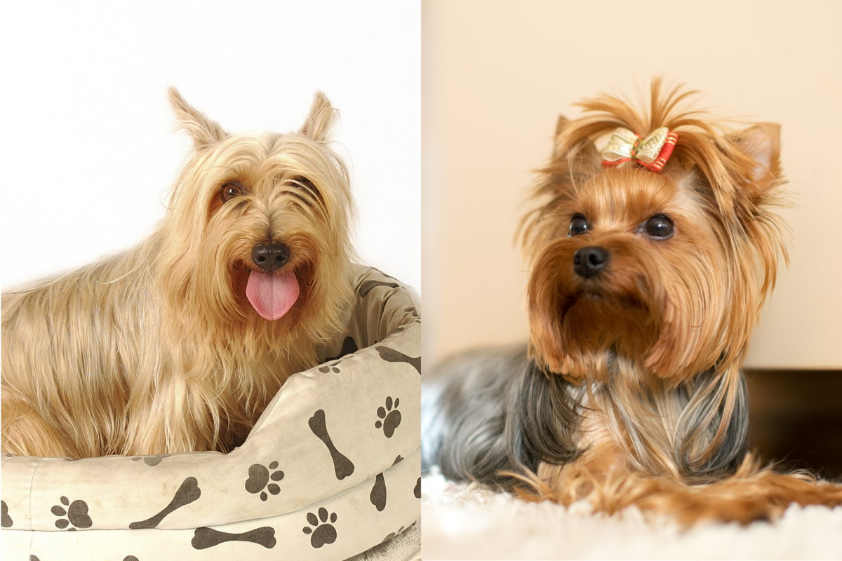 Alert Silky Terrier vs Yorkshire Terrier.