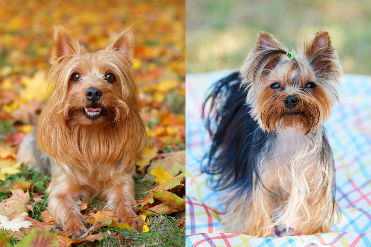 Silky Terrier vs Yorkshire Terrier outside.