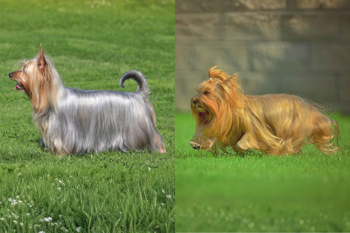 Silky Terrier vs Yorkshire Terrier side profiles.
