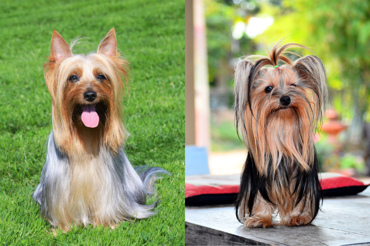 Silky Terrier vs Yorkshire Terrier sitting facing camera.