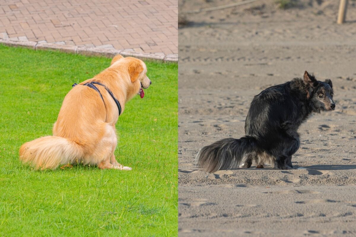 confident vs shy poopers