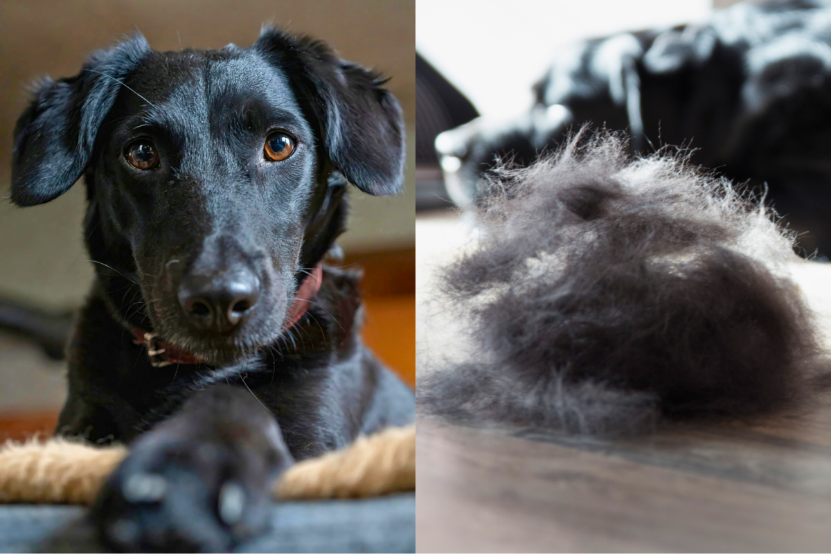 guard hairs vs undercoat black lab