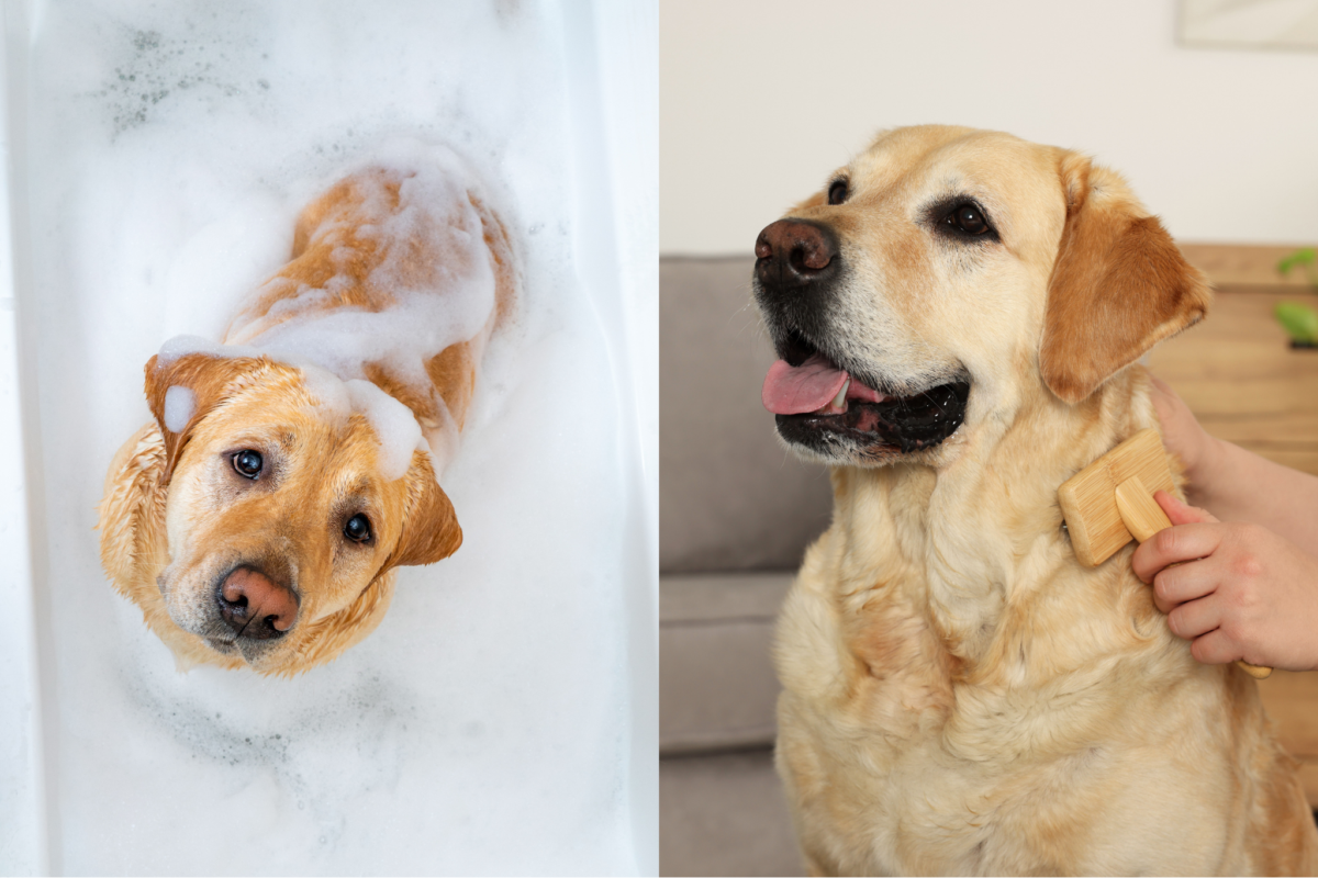 lab during and after bathpng