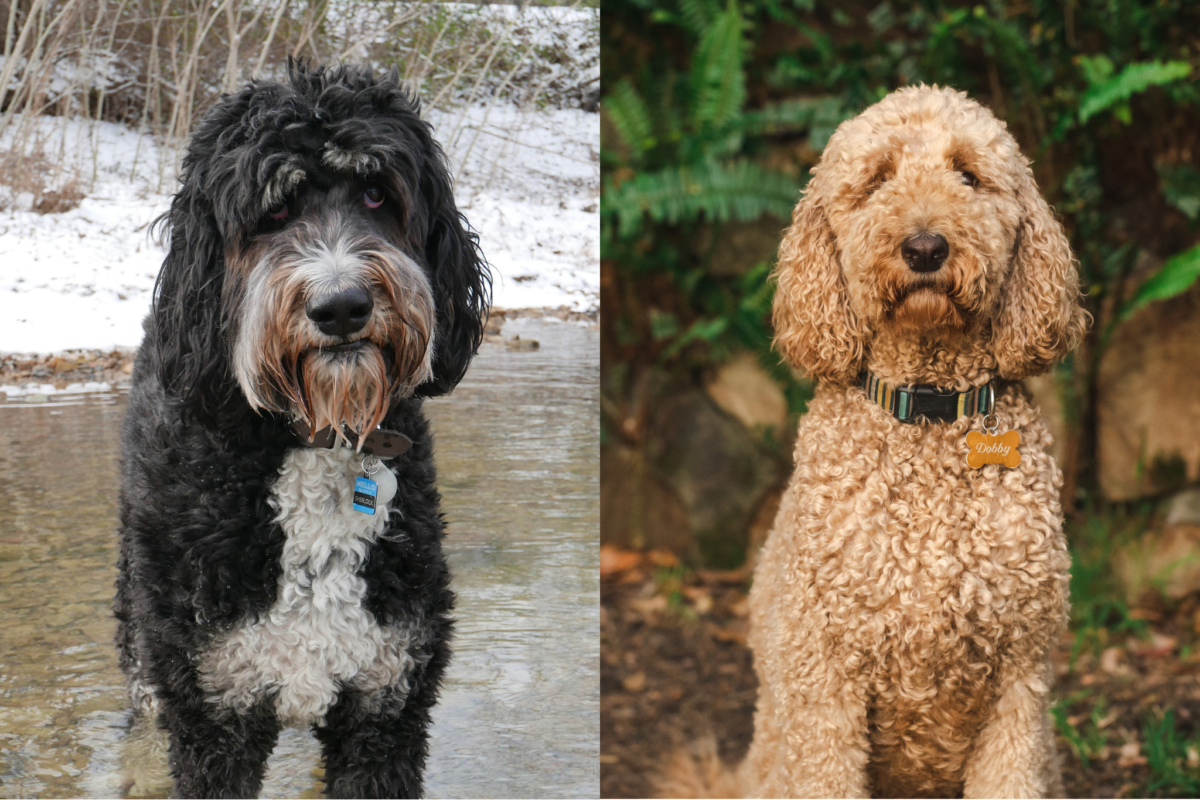 Bernedoodle and Goldendoodle closeup.